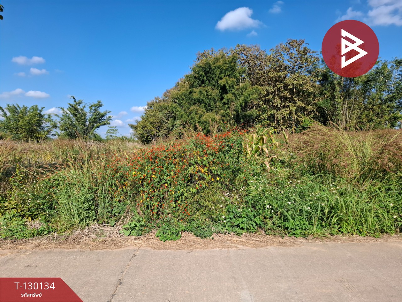 ขายที่ดิน เนื้อที่ 1 ไร่ 3 งาน 13 ตารางวา อ.แม่ลาว เชียงราย 10