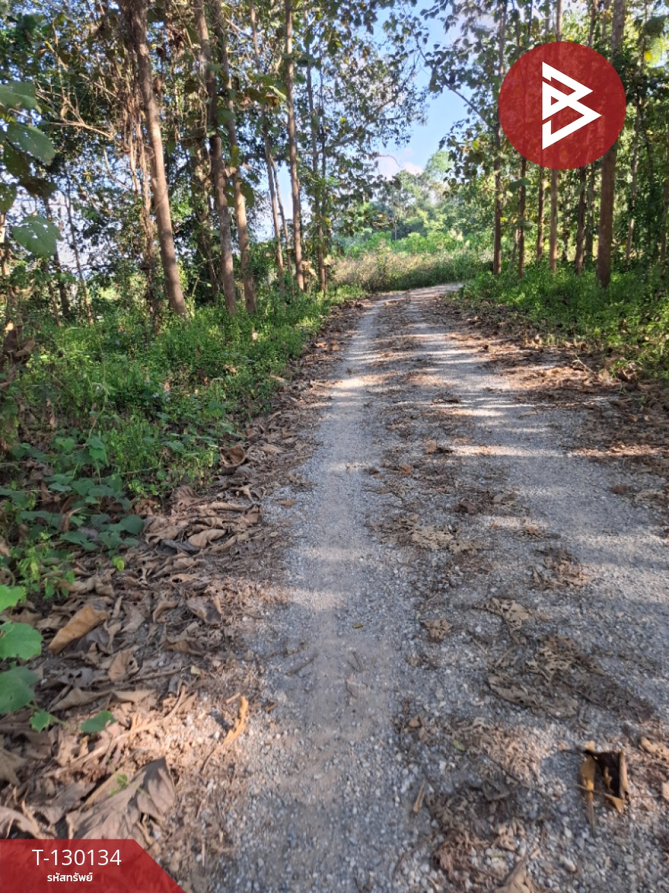 ขายที่ดิน เนื้อที่ 1 ไร่ 3 งาน 13 ตารางวา อ.แม่ลาว เชียงราย 11