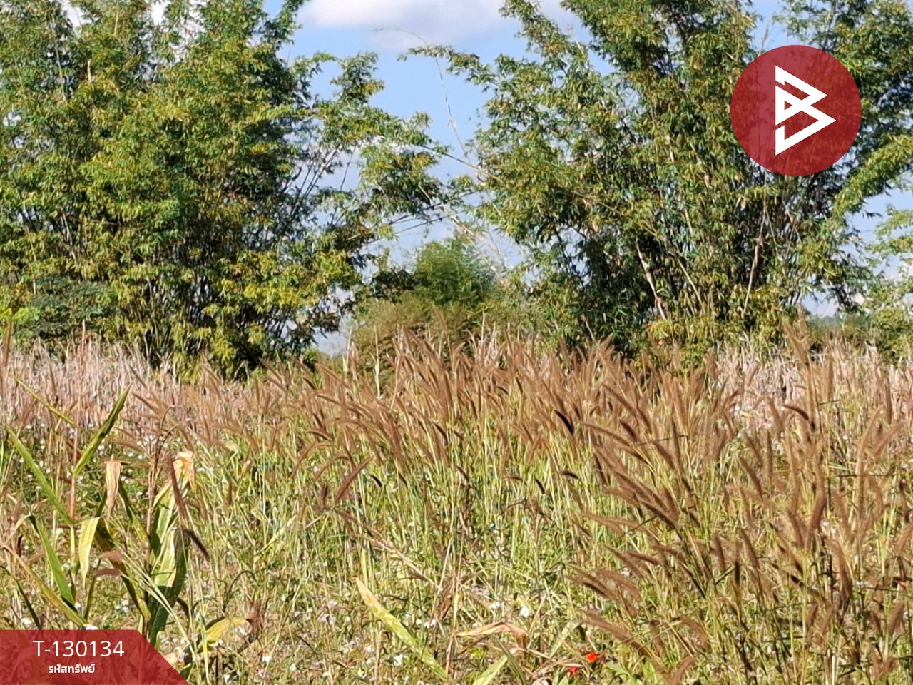 ขายที่ดิน เนื้อที่ 1 ไร่ 3 งาน 13 ตารางวา อ.แม่ลาว เชียงราย 1