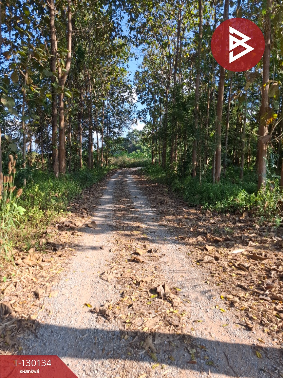 ขายที่ดิน เนื้อที่ 1 ไร่ 3 งาน 13 ตารางวา อ.แม่ลาว เชียงราย 12