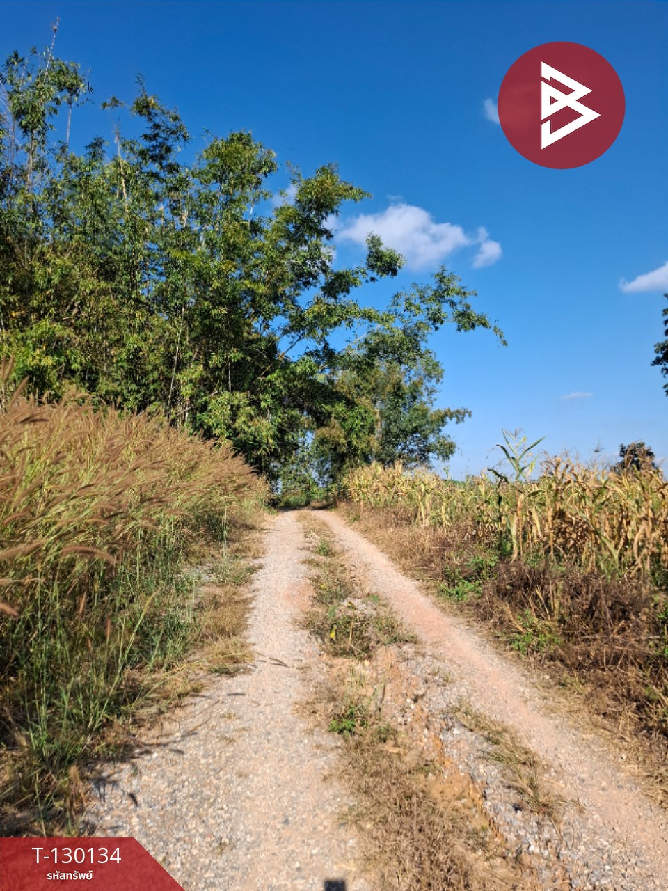 ขายที่ดิน เนื้อที่ 1 ไร่ 3 งาน 13 ตารางวา อ.แม่ลาว เชียงราย 8