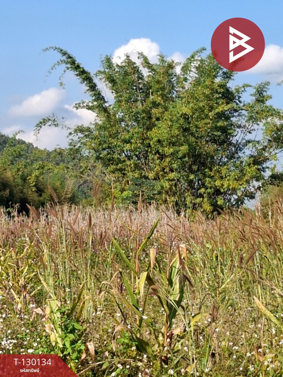 ขายที่ดิน เนื้อที่ 1 ไร่ 3 งาน 13 ตารางวา อ.แม่ลาว เชียงราย 3