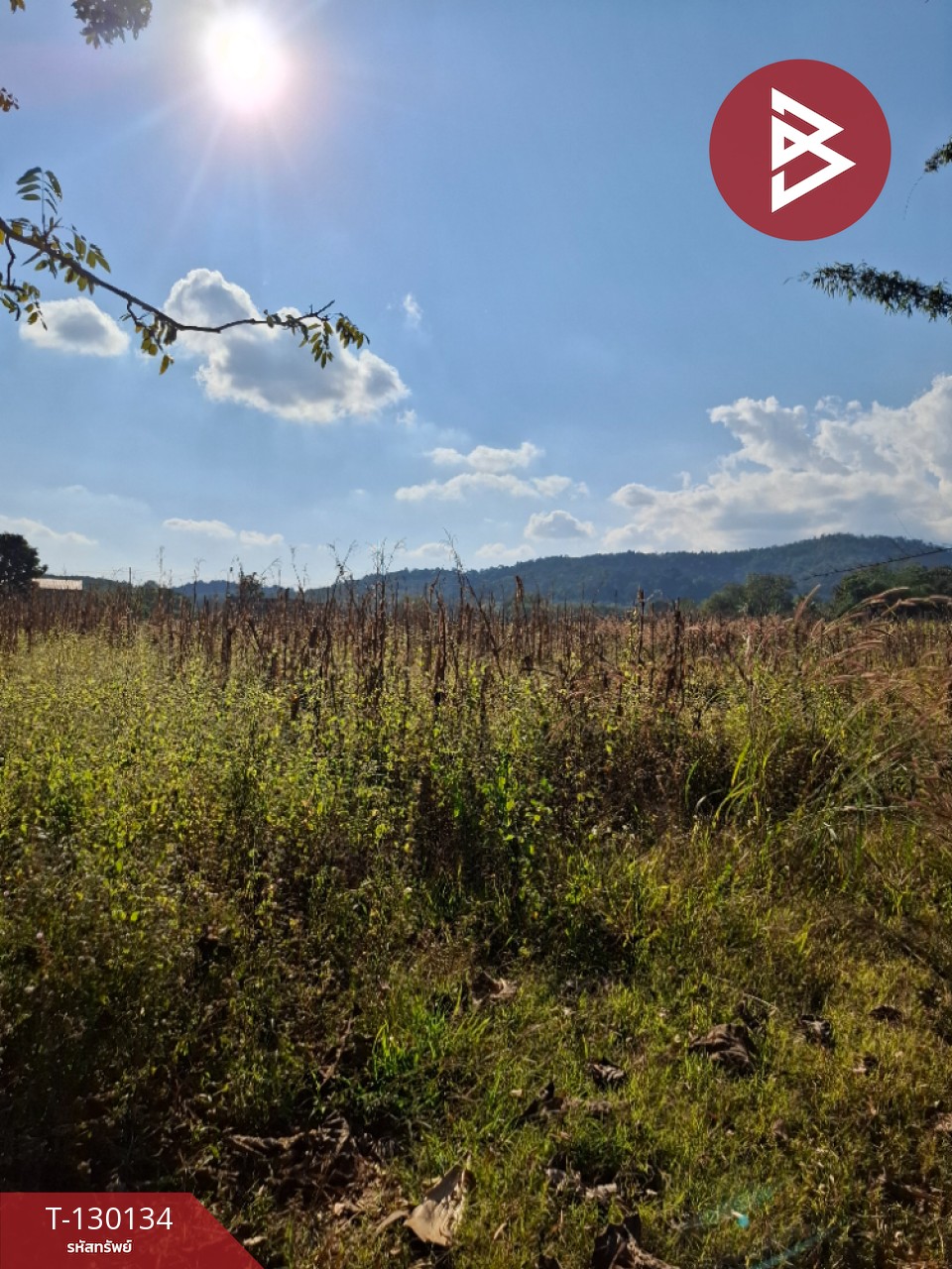 ขายที่ดิน เนื้อที่ 1 ไร่ 3 งาน 13 ตารางวา อ.แม่ลาว เชียงราย 6