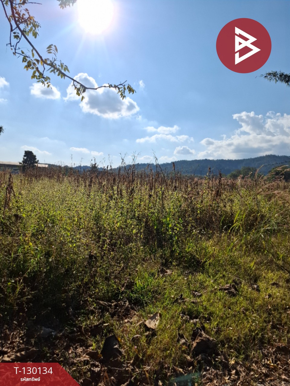 ขายที่ดิน เนื้อที่ 1 ไร่ 3 งาน 13 ตารางวา อ.แม่ลาว เชียงราย 9