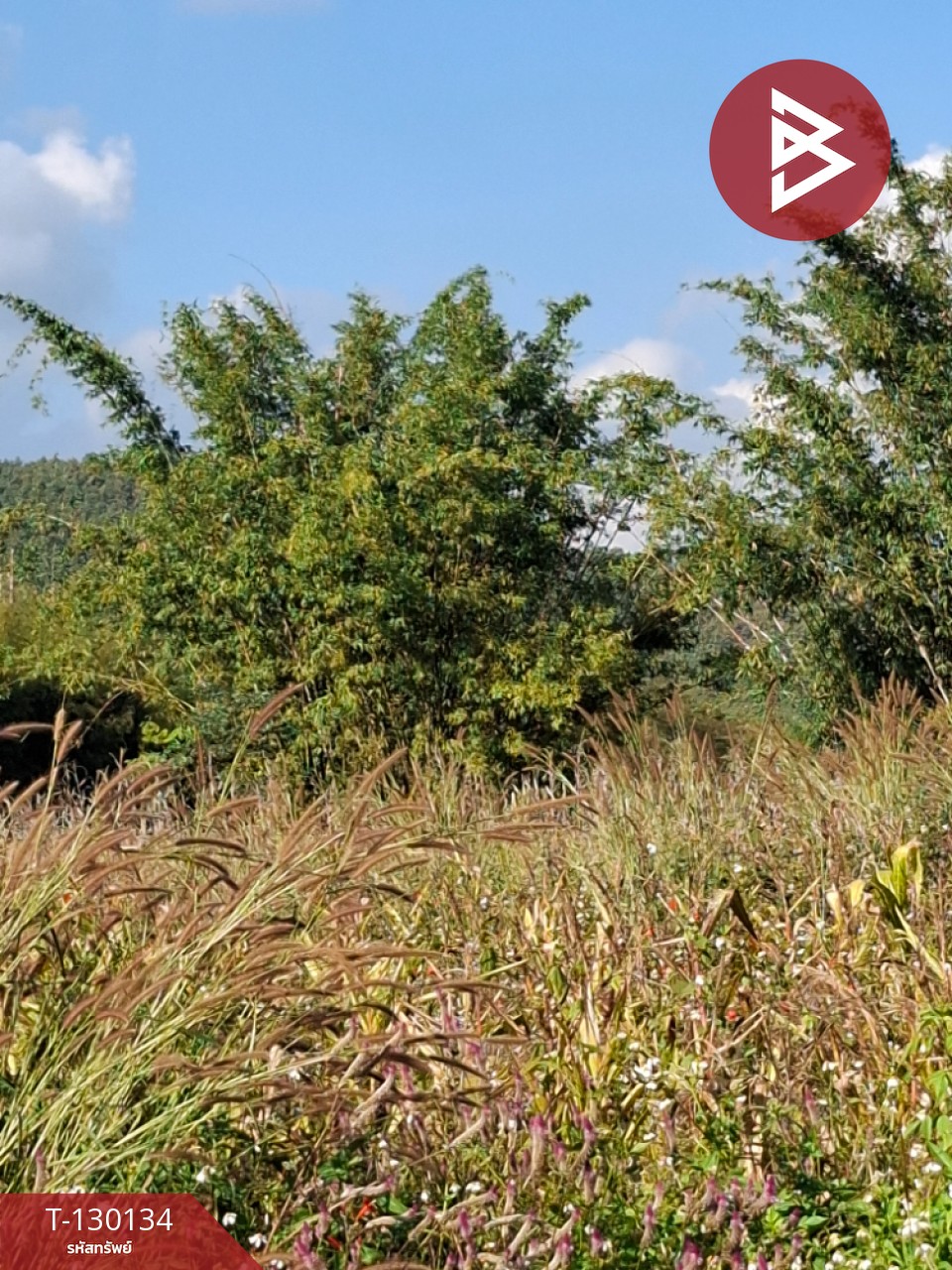 ขายที่ดิน เนื้อที่ 1 ไร่ 3 งาน 13 ตารางวา อ.แม่ลาว เชียงราย 2