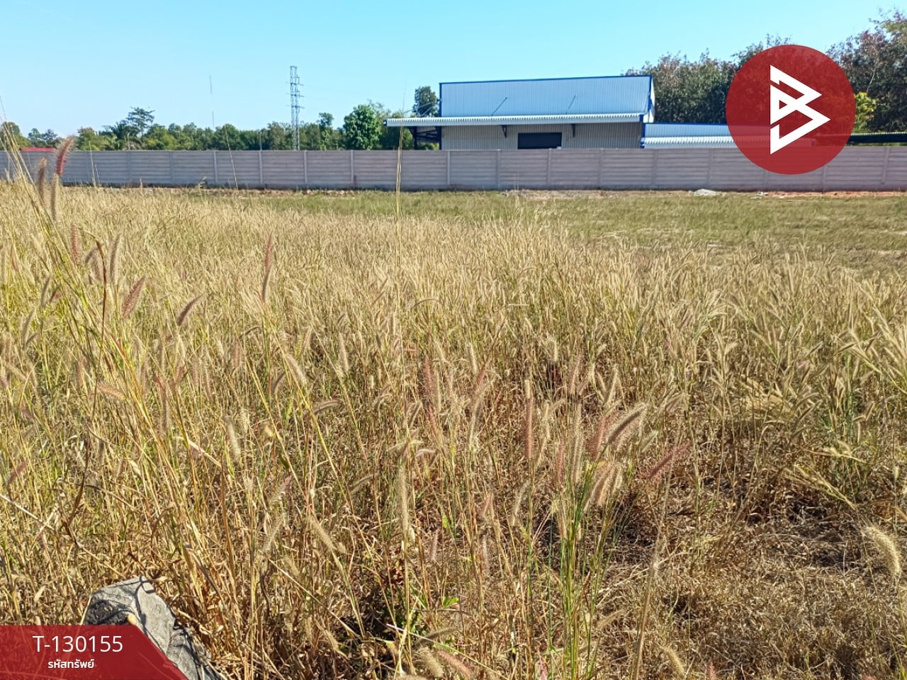 ขายที่ดิน เนื้อที่ 2 ไร่ 1 งาน 45 ตร.วา วิศิษฐ์ บึงกาฬ 5