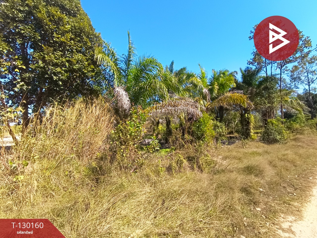 ขายที่ดินพร้อมสวน เนื้อที่ 7 ไร่ 3 งาน 26.9 ตร.วา วิศิษฐ์ บึงกาฬ 5