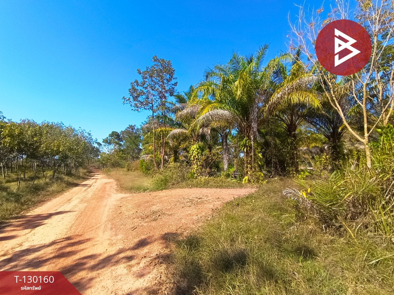 ขายที่ดินพร้อมสวน เนื้อที่ 7 ไร่ 3 งาน 26.9 ตร.วา วิศิษฐ์ บึงกาฬ 4