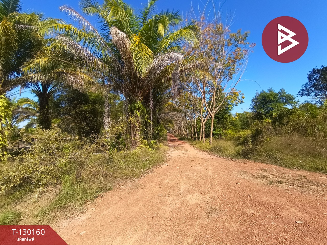 ขายที่ดินพร้อมสวน เนื้อที่ 7 ไร่ 3 งาน 26.9 ตร.วา วิศิษฐ์ บึงกาฬ 2