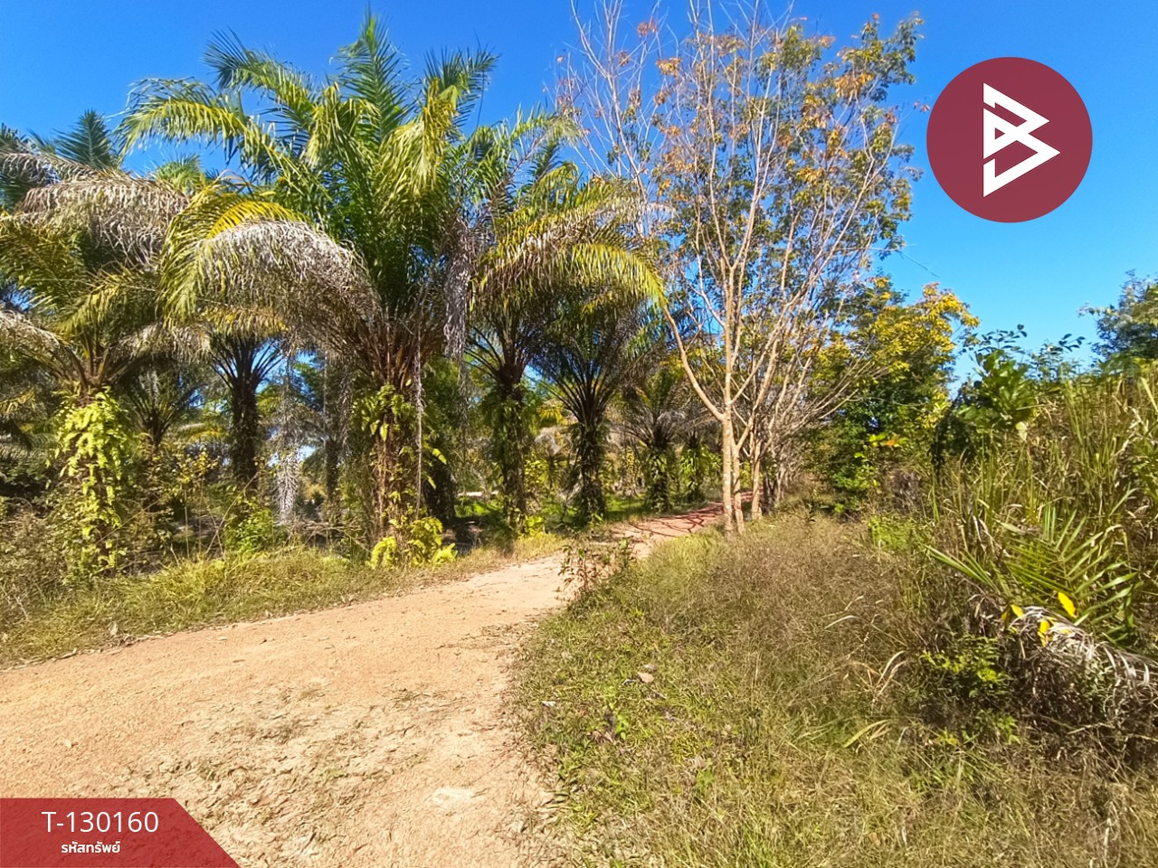 ขายที่ดินพร้อมสวน เนื้อที่ 7 ไร่ 3 งาน 26.9 ตร.วา วิศิษฐ์ บึงกาฬ 3