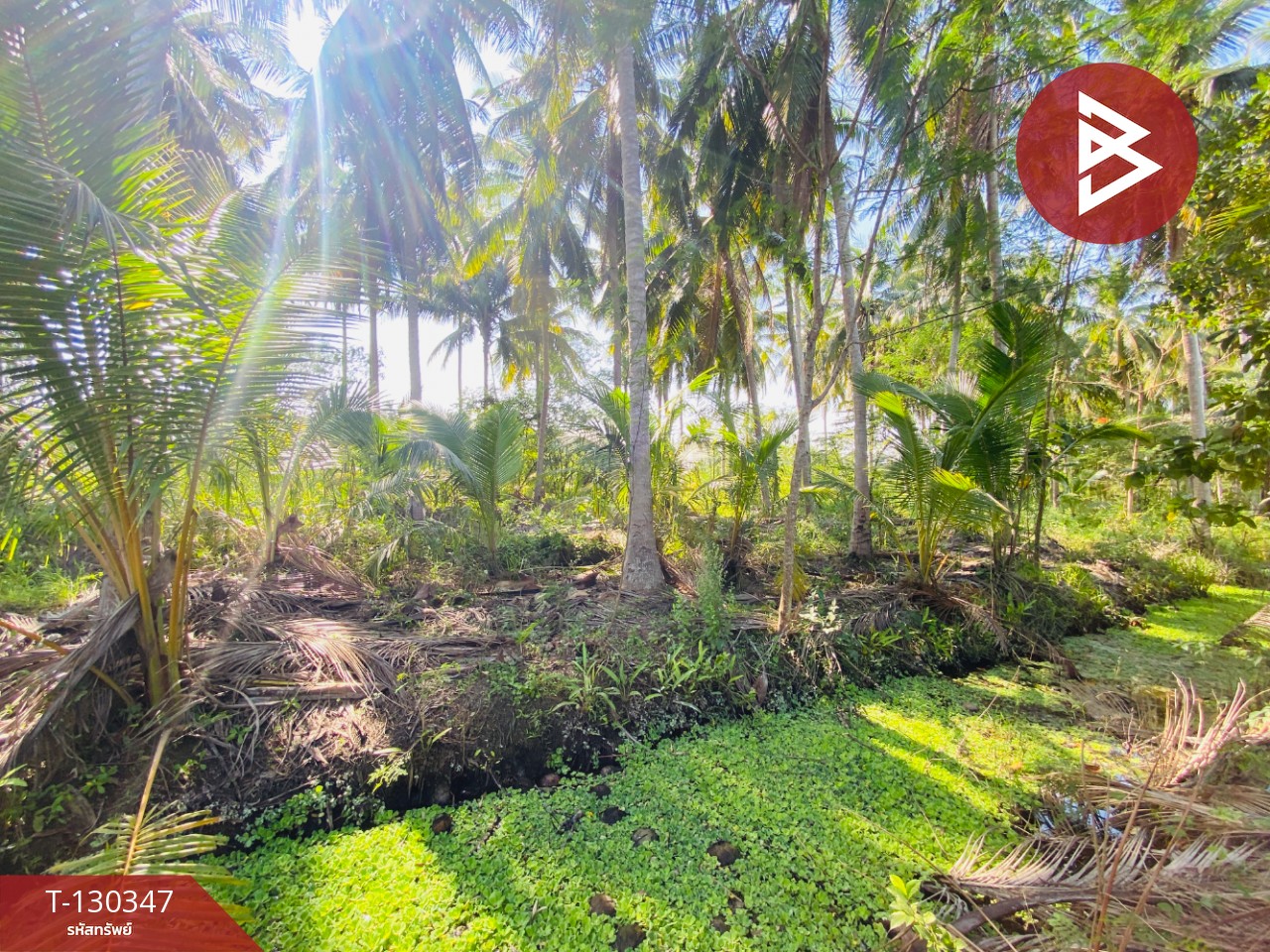 ขายที่ดิน เนื้อที่ 4 ไร่ 2 งาน 16 ตารางวา อ.อัมพวา สมุทรสงคราม 11