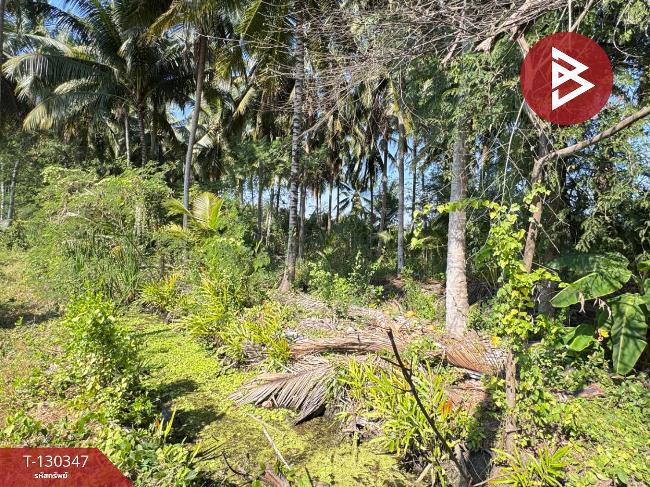 ขายที่ดิน เนื้อที่ 4 ไร่ 2 งาน 16 ตารางวา อ.อัมพวา สมุทรสงคราม 3