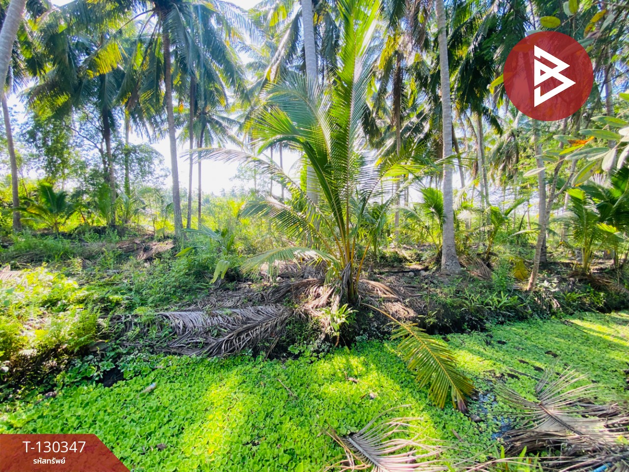 ขายที่ดิน เนื้อที่ 4 ไร่ 2 งาน 16 ตารางวา อ.อัมพวา สมุทรสงคราม 8