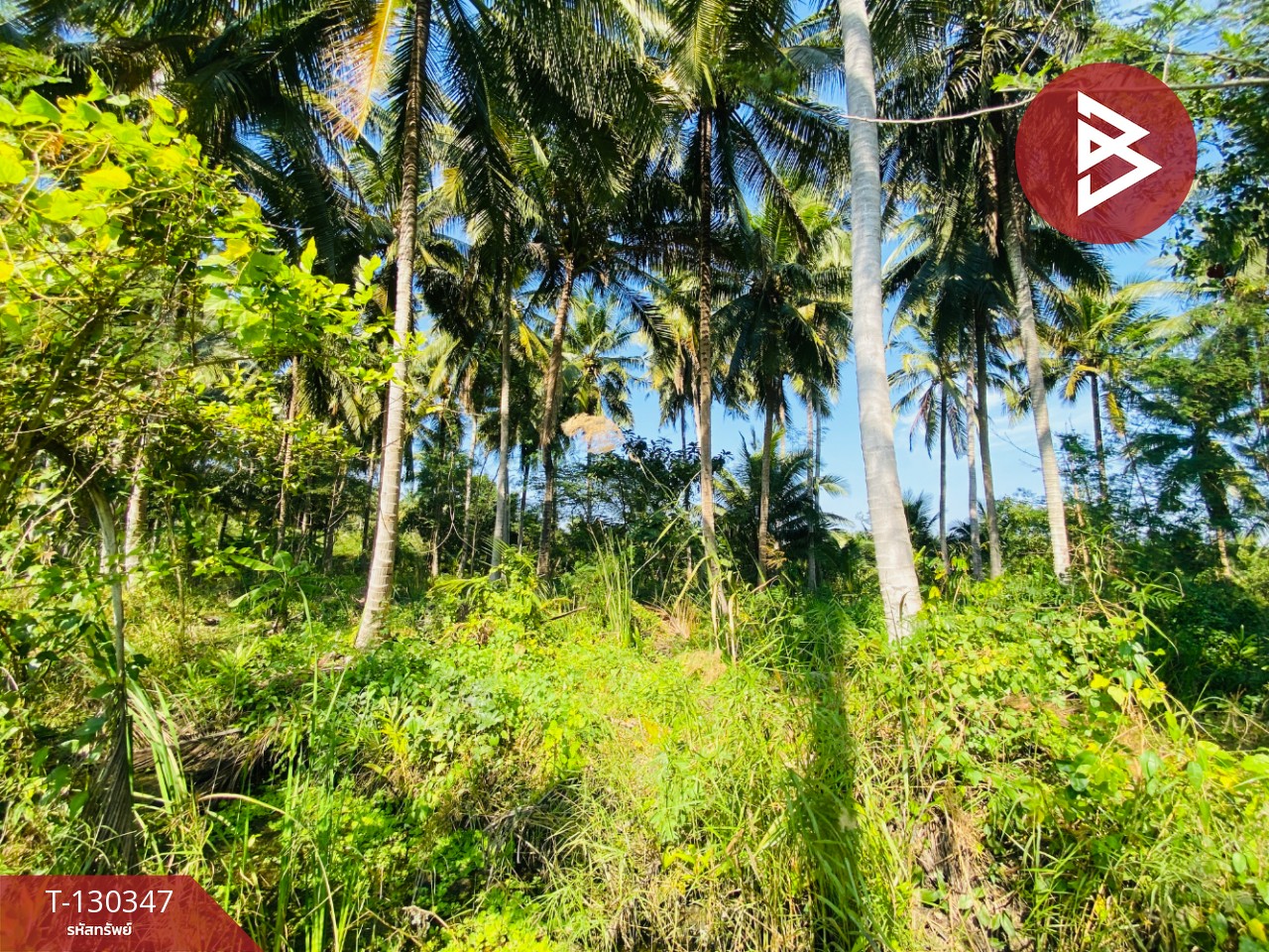 ขายที่ดิน เนื้อที่ 4 ไร่ 2 งาน 16 ตารางวา อ.อัมพวา สมุทรสงคราม 10