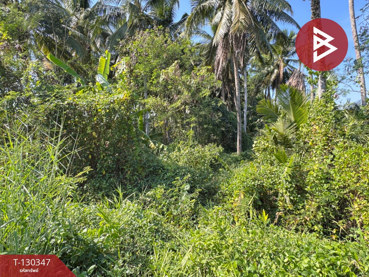 ขายที่ดิน เนื้อที่ 4 ไร่ 2 งาน 16 ตารางวา อ.อัมพวา สมุทรสงคราม 4