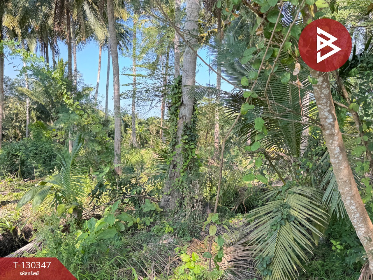 ขายที่ดิน เนื้อที่ 4 ไร่ 2 งาน 16 ตารางวา อ.อัมพวา สมุทรสงคราม 6