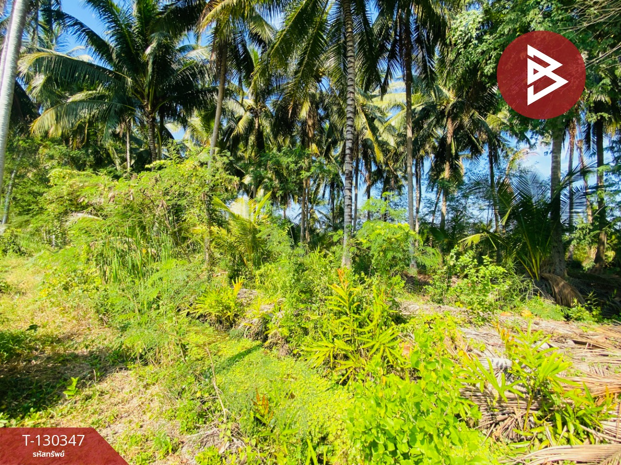 ขายที่ดิน เนื้อที่ 4 ไร่ 2 งาน 16 ตารางวา อ.อัมพวา สมุทรสงคราม 13