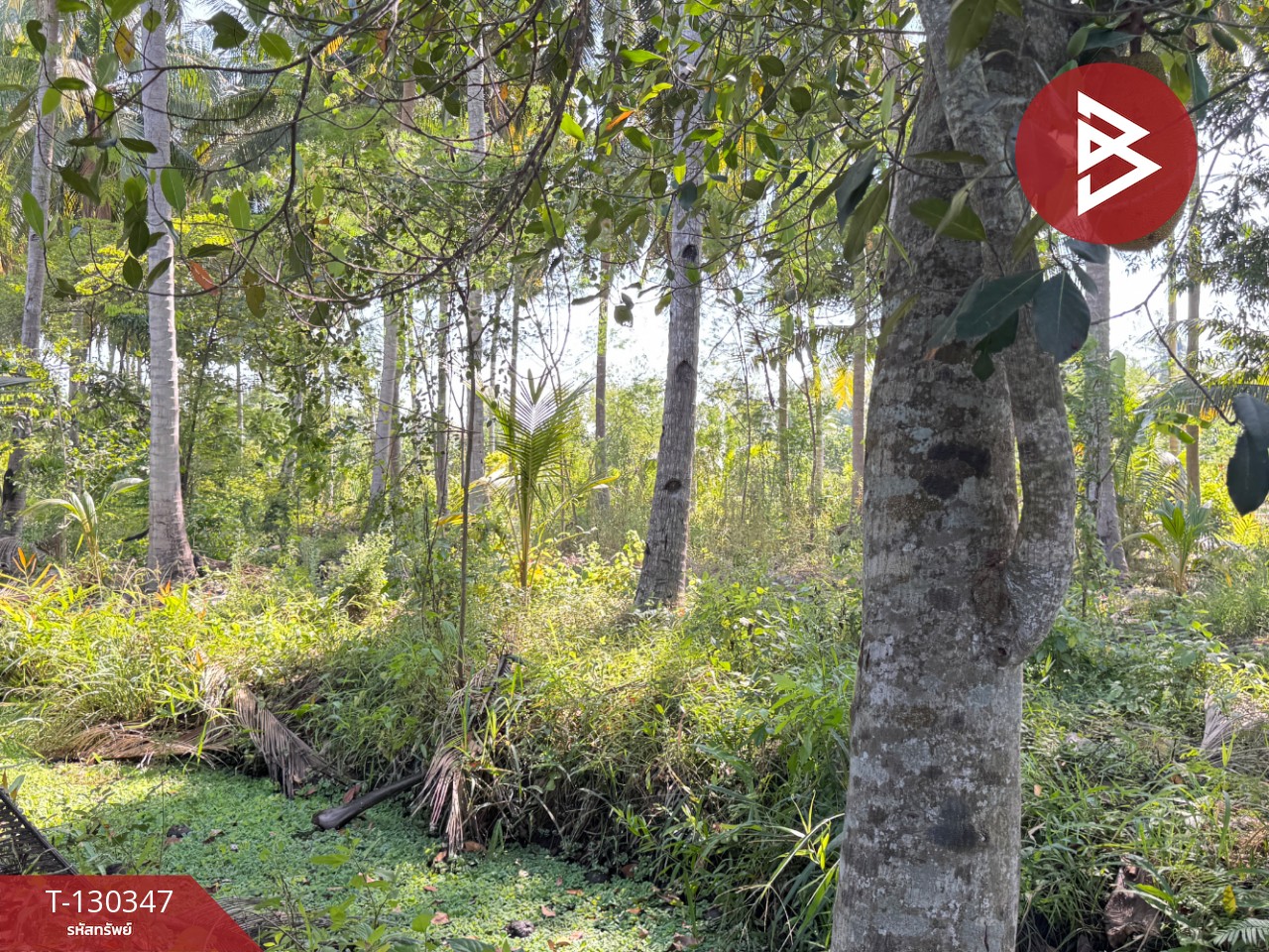 ขายที่ดิน เนื้อที่ 4 ไร่ 2 งาน 16 ตารางวา อ.อัมพวา สมุทรสงคราม 5