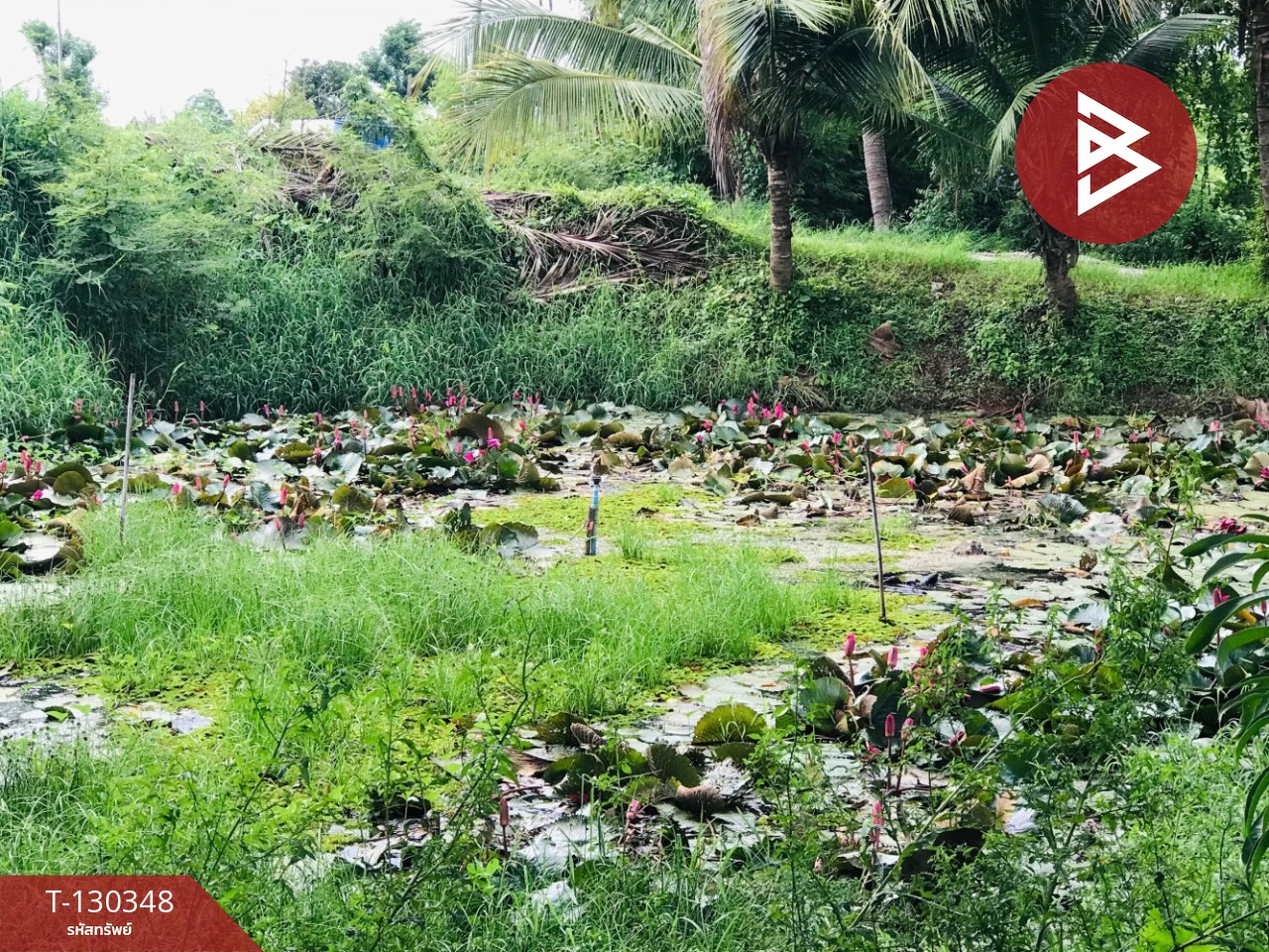 ขายบ้านเดี่ยวชั้นเดียวพร้อมสวนผลไม้ เนื้อที่ 1 ไร่ บ้านโป่ง ราชบุรี บรรยากาศบ้านสวน 3