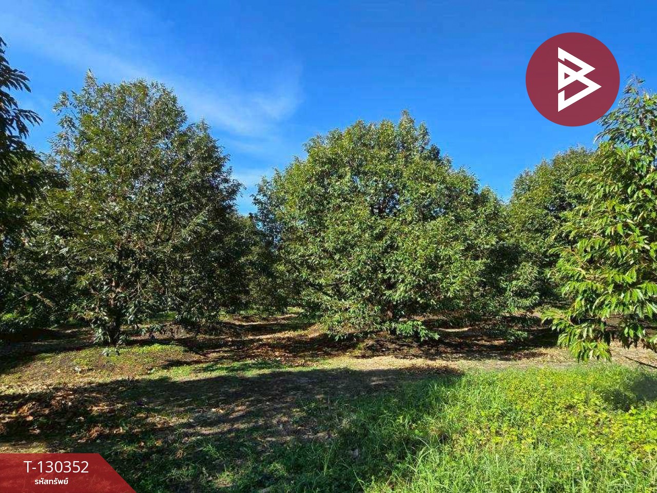 ขายที่ดิน เนื้อที่ 5 ไร่ 0.5 ตร.วา ท่าใหม่ จันทบุรี 10