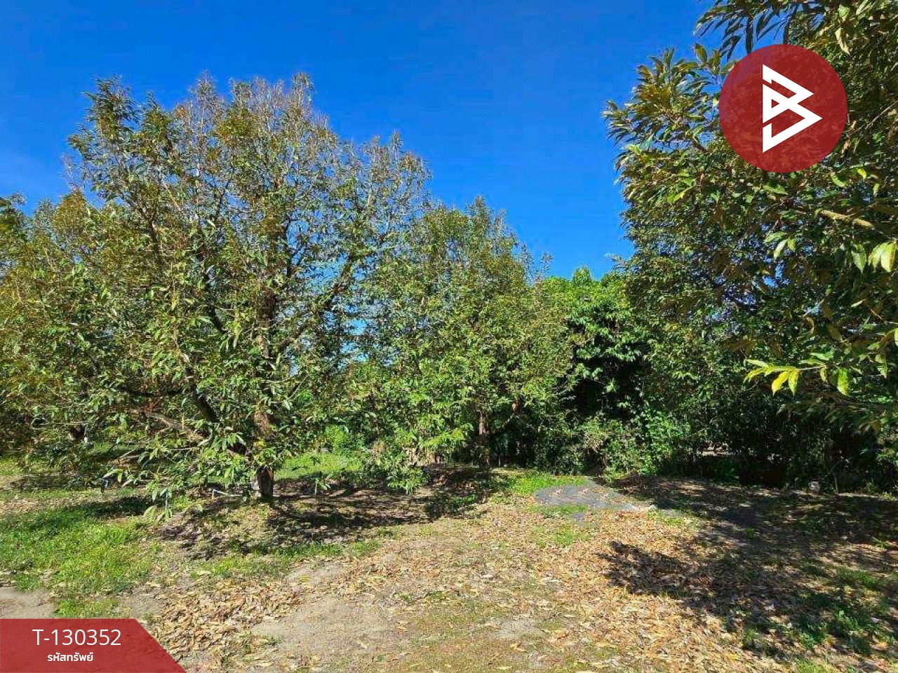 ขายที่ดิน เนื้อที่ 5 ไร่ 0.5 ตร.วา ท่าใหม่ จันทบุรี 13