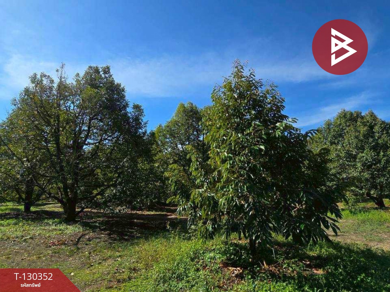 ขายที่ดิน เนื้อที่ 5 ไร่ 0.5 ตร.วา ท่าใหม่ จันทบุรี 9