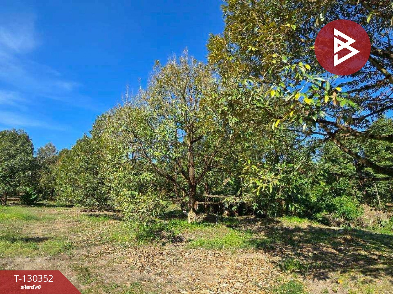 ขายที่ดิน เนื้อที่ 5 ไร่ 0.5 ตร.วา ท่าใหม่ จันทบุรี 14