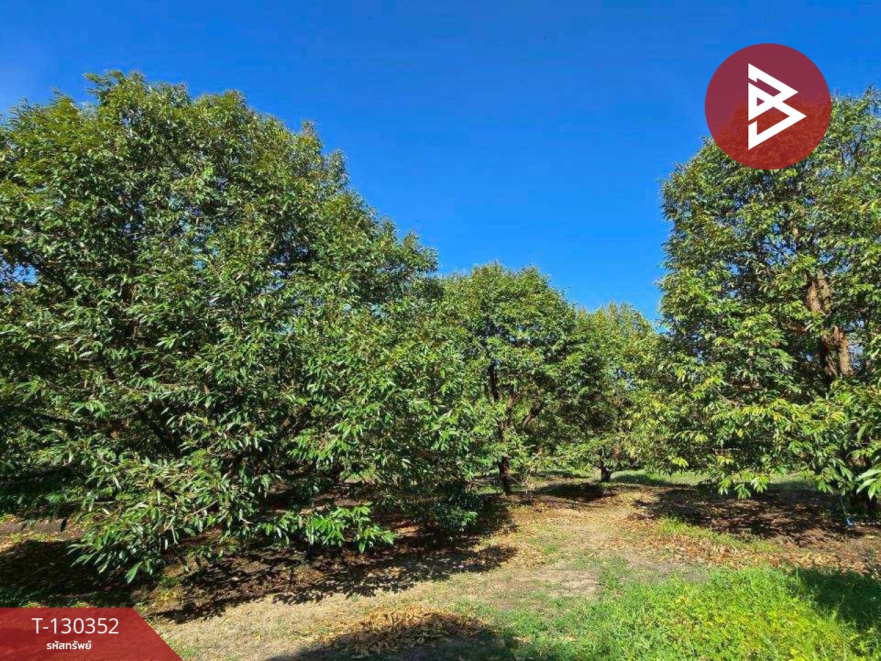 ขายที่ดิน เนื้อที่ 5 ไร่ 0.5 ตร.วา ท่าใหม่ จันทบุรี 15