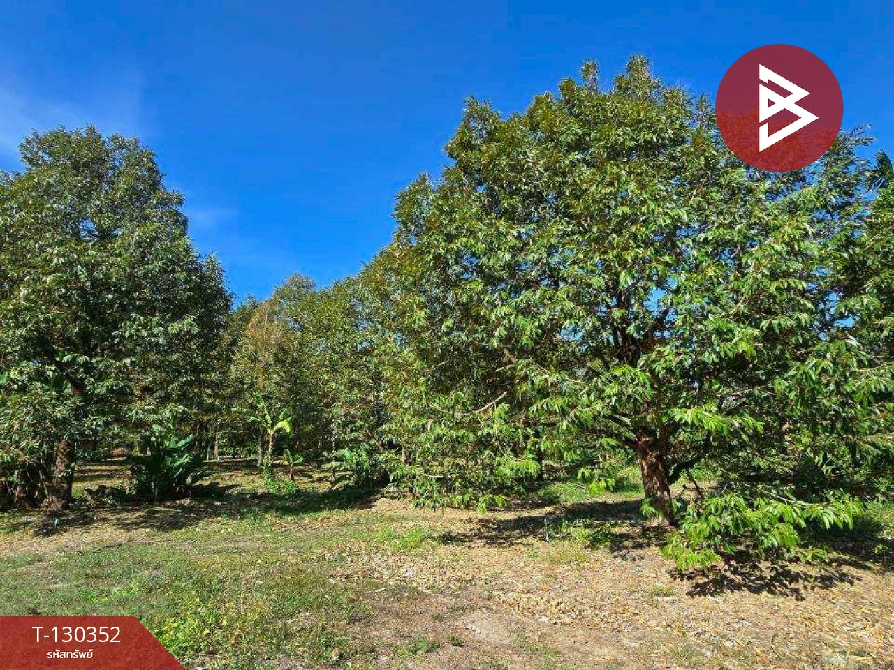 ขายที่ดิน เนื้อที่ 5 ไร่ 0.5 ตร.วา ท่าใหม่ จันทบุรี 8