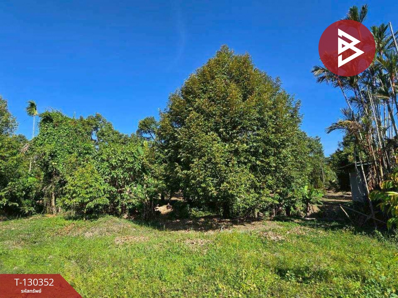 ขายที่ดิน เนื้อที่ 5 ไร่ 0.5 ตร.วา ท่าใหม่ จันทบุรี 6