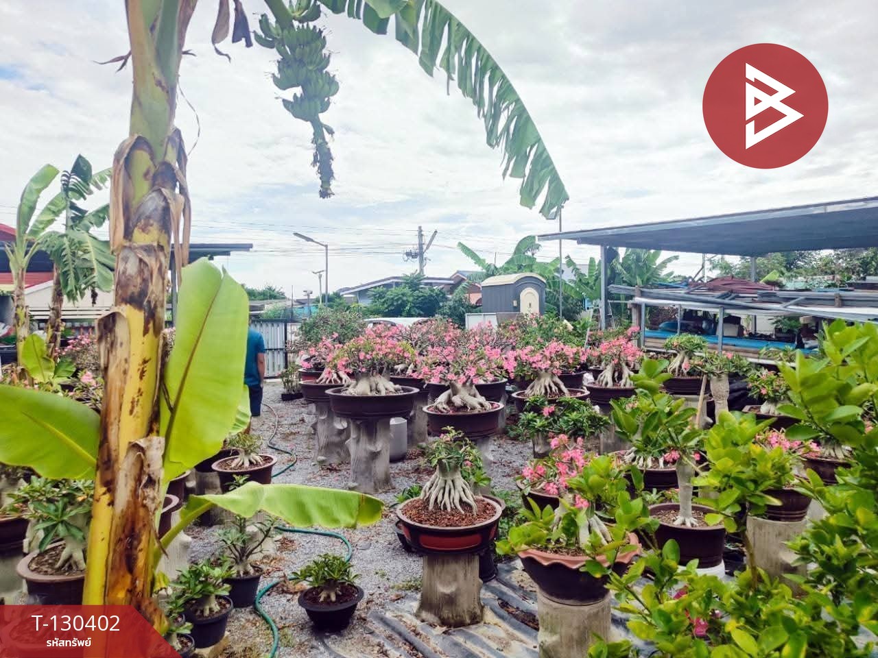 ขายที่ดิน เนื้อที่ 1 งาน บางปะกง ฉะเชิงเทรา 12