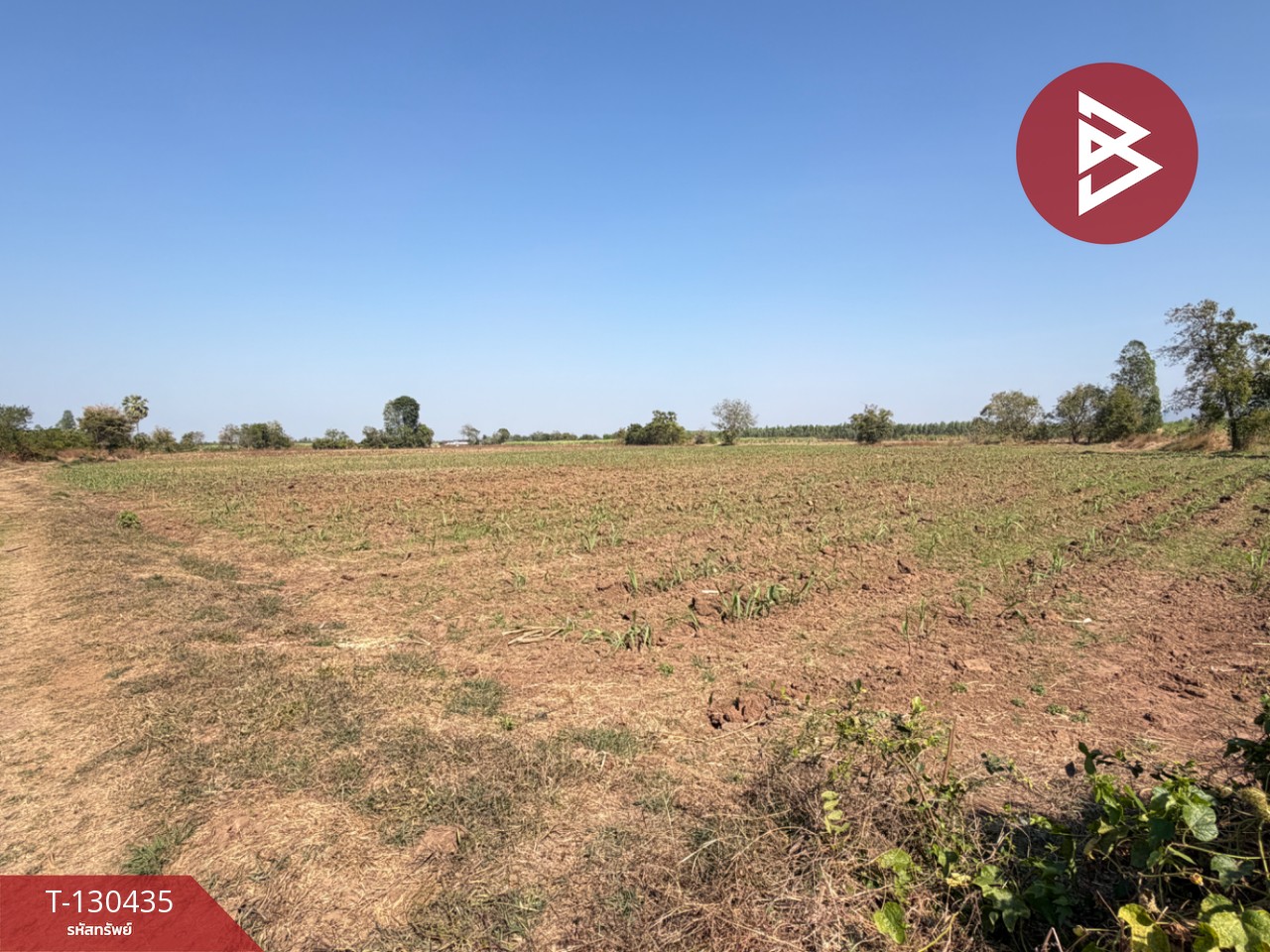 ขายที่ดินแปลงสวย เนื้อที่ 9 ไร่ 1 งาน 6 ตารางวา อ.ตาคลี นครสวรรค์ บรรยากาศธรรมชาติ 7