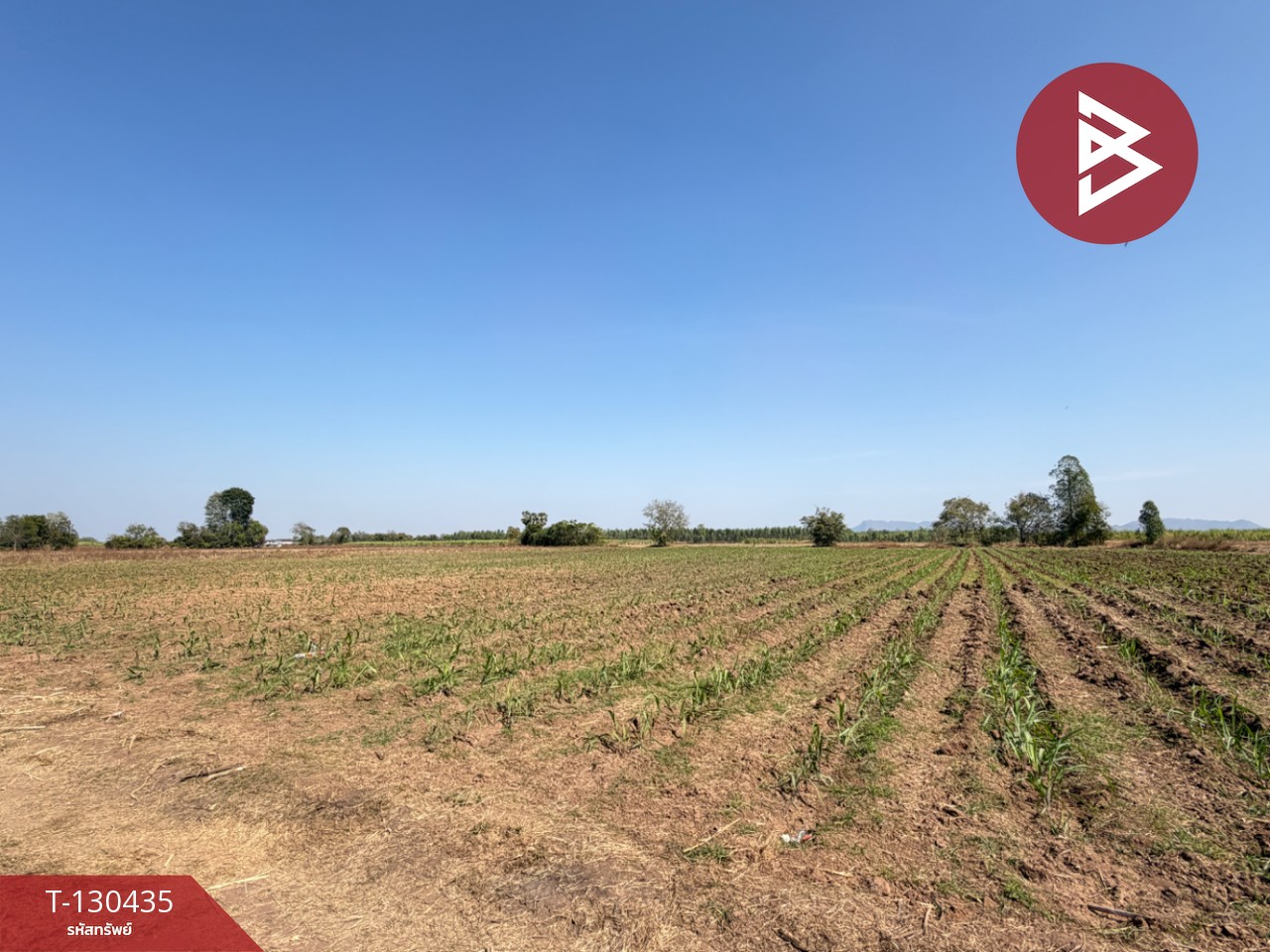 ขายที่ดินแปลงสวย เนื้อที่ 9 ไร่ 1 งาน 6 ตารางวา อ.ตาคลี นครสวรรค์ บรรยากาศธรรมชาติ 1