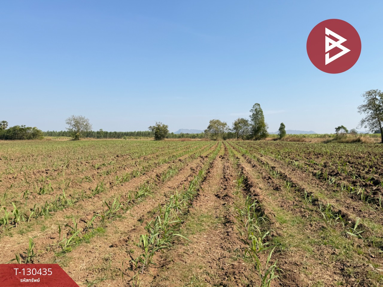 ขายที่ดินแปลงสวย เนื้อที่ 9 ไร่ 1 งาน 6 ตารางวา อ.ตาคลี นครสวรรค์ บรรยากาศธรรมชาติ 10