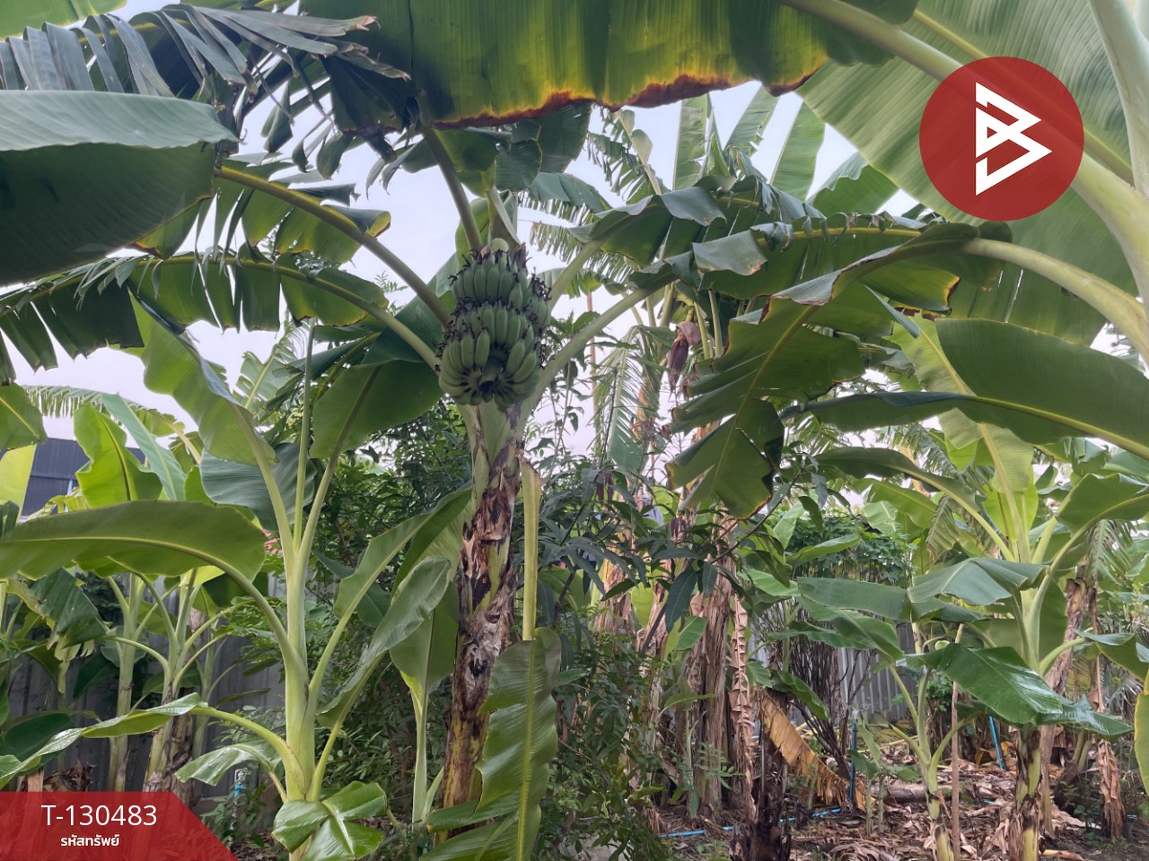 ขายที่ดินพร้อมสิ่งปลูกสร้าง เนื้อที่ 2 ไร่ บางปะอิน พระนครศรีอยุธยา 13