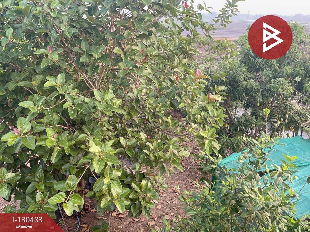 ขายที่ดินพร้อมสิ่งปลูกสร้าง เนื้อที่ 2 ไร่ บางปะอิน พระนครศรีอยุธยา 15