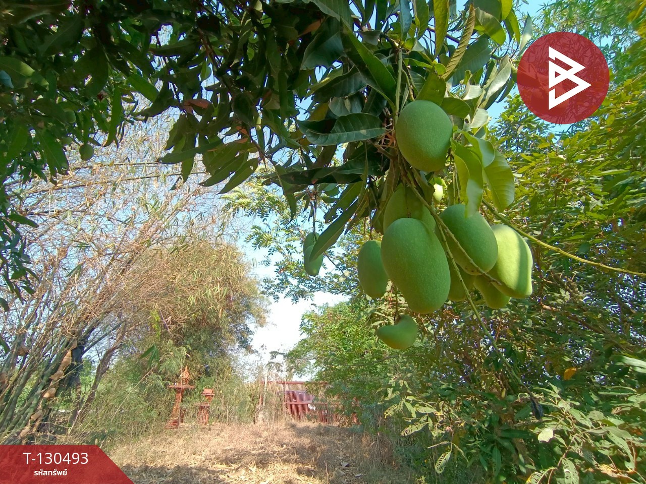 ขายที่ดินพร้อมสิ่งปลูกสร้าง เนื้อที่ 8 ไร่ 1 งาน 15 ตารางวา วัดบ้านปูน มหาราช พระนครศรีอยุธยา 5