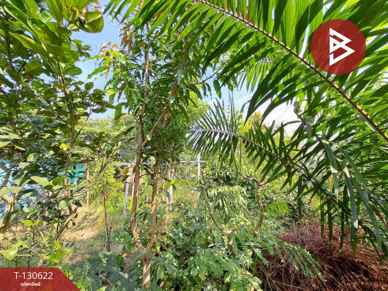 ขายที่ดิน เนื้อที่ 1 งาน ถนนเลียบคลองโยง พุทธมณฑล นครปฐม 5