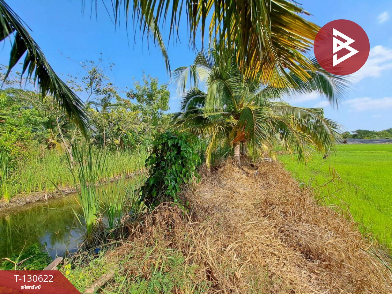 ขายที่ดิน เนื้อที่ 1 งาน ถนนเลียบคลองโยง พุทธมณฑล นครปฐม 7