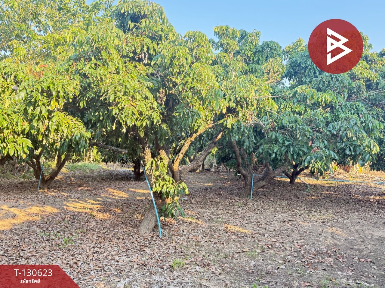 ขายที่ดินสวนผลไม้ เนื้อที่ 367 ตารางวา สารภี เชียงใหม่ 9