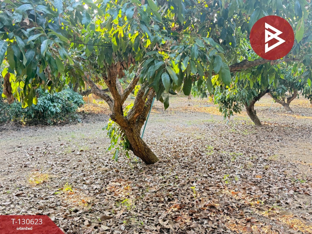 ขายที่ดินสวนผลไม้ เนื้อที่ 367 ตารางวา สารภี เชียงใหม่ 5