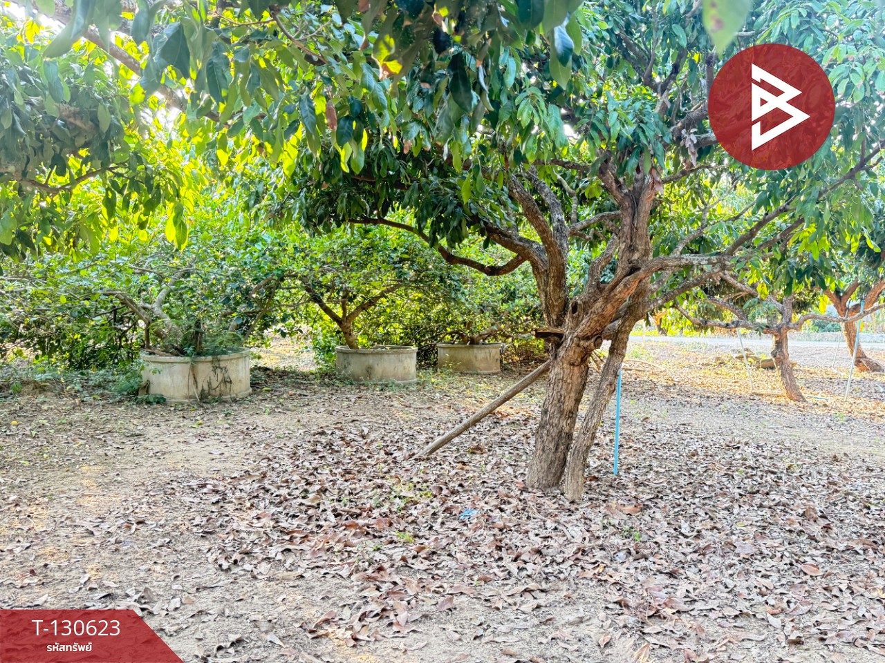 ขายที่ดินสวนผลไม้ เนื้อที่ 367 ตารางวา สารภี เชียงใหม่ 10