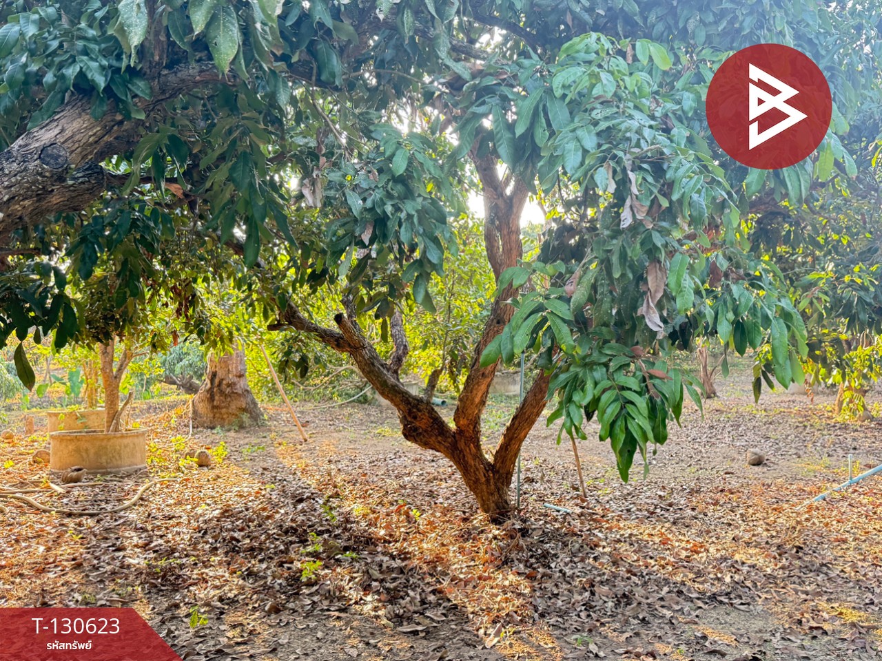 ขายที่ดินสวนผลไม้ เนื้อที่ 367 ตารางวา สารภี เชียงใหม่ 4