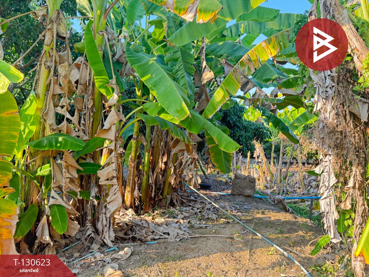 ขายที่ดินสวนผลไม้ เนื้อที่ 367 ตารางวา สารภี เชียงใหม่ 2