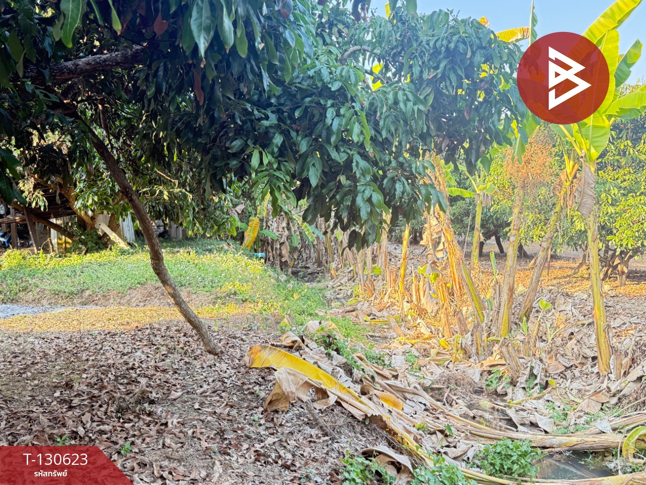 ขายที่ดินสวนผลไม้ เนื้อที่ 367 ตารางวา สารภี เชียงใหม่ 6