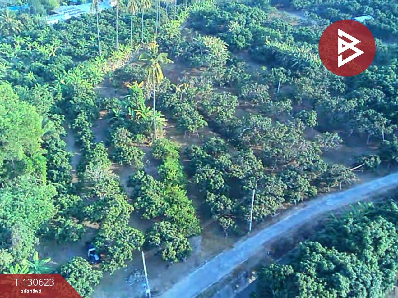 ขายที่ดินสวนผลไม้ เนื้อที่ 367 ตารางวา สารภี เชียงใหม่ 12