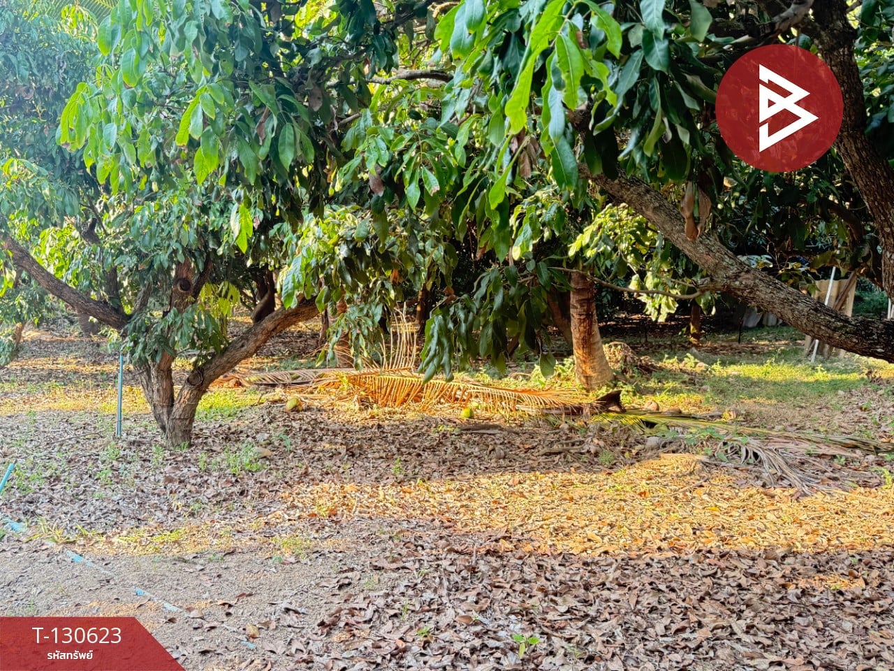 ขายที่ดินสวนผลไม้ เนื้อที่ 367 ตารางวา สารภี เชียงใหม่ 7