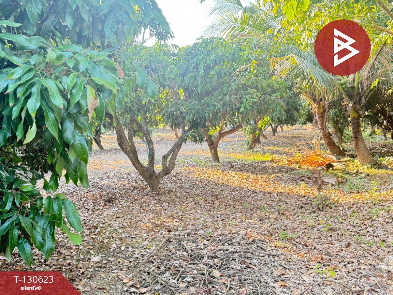 ขายที่ดินสวนผลไม้ เนื้อที่ 367 ตารางวา สารภี เชียงใหม่ 3