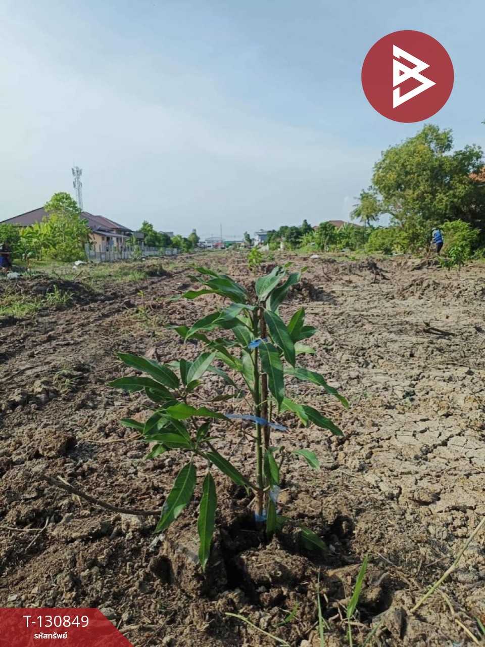 ขายที่ดินพร้อมสวน เนื้อที่ 6 ไร่ 1 งาน 62 ตร.วา หนองจอก กรุงเทพมหานคร 4