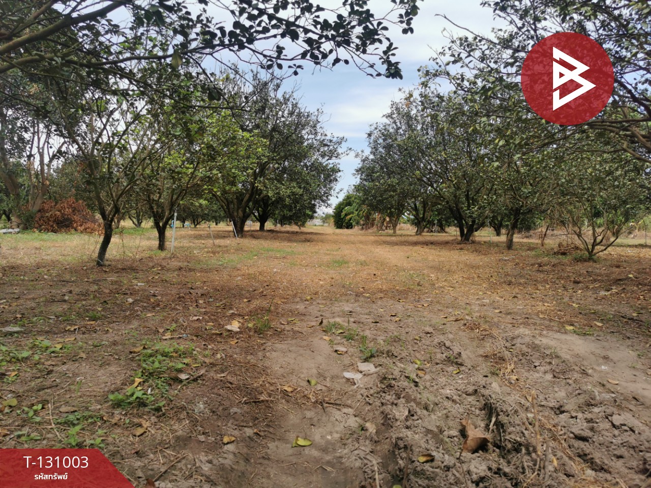 ขายที่ดิน เนื้อที่ 4 ไร่ 3 งาน 77 ตร.วา ศรีมหาโพธิ ปราจีนบุรี 9